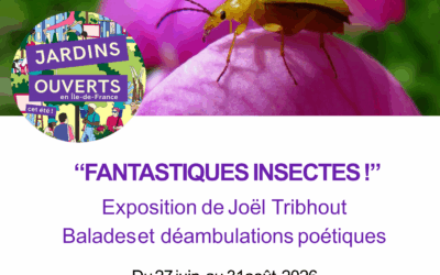Fantastiques insectes
